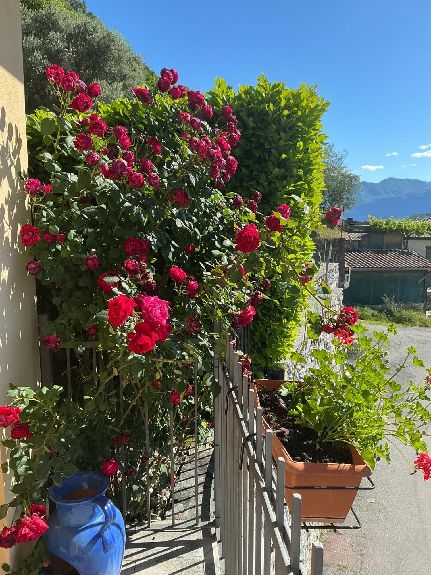 Colonno Panoramica Lago Di Como Εξωτερικό φωτογραφία